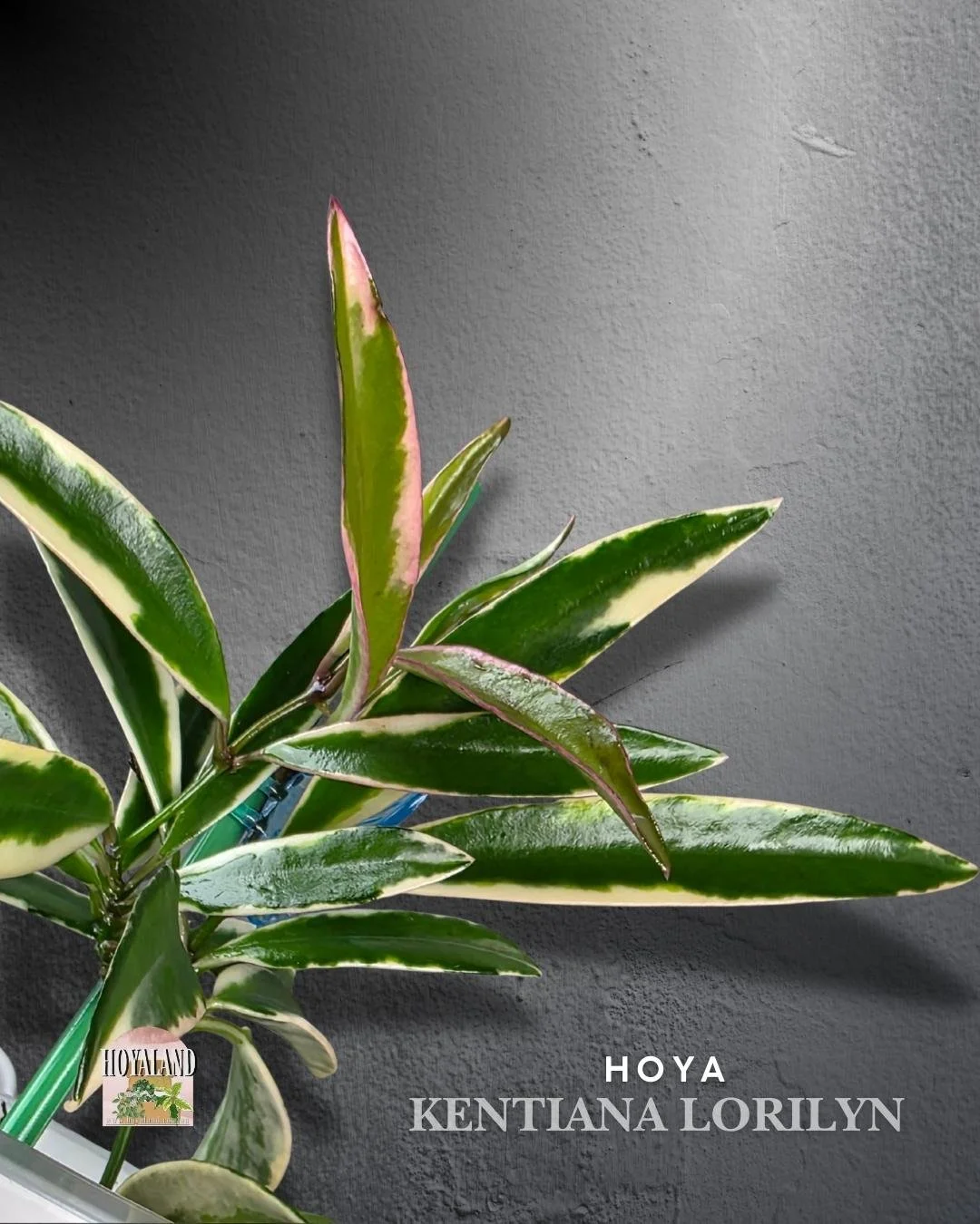 Hoya Lori Lyn.jpg
