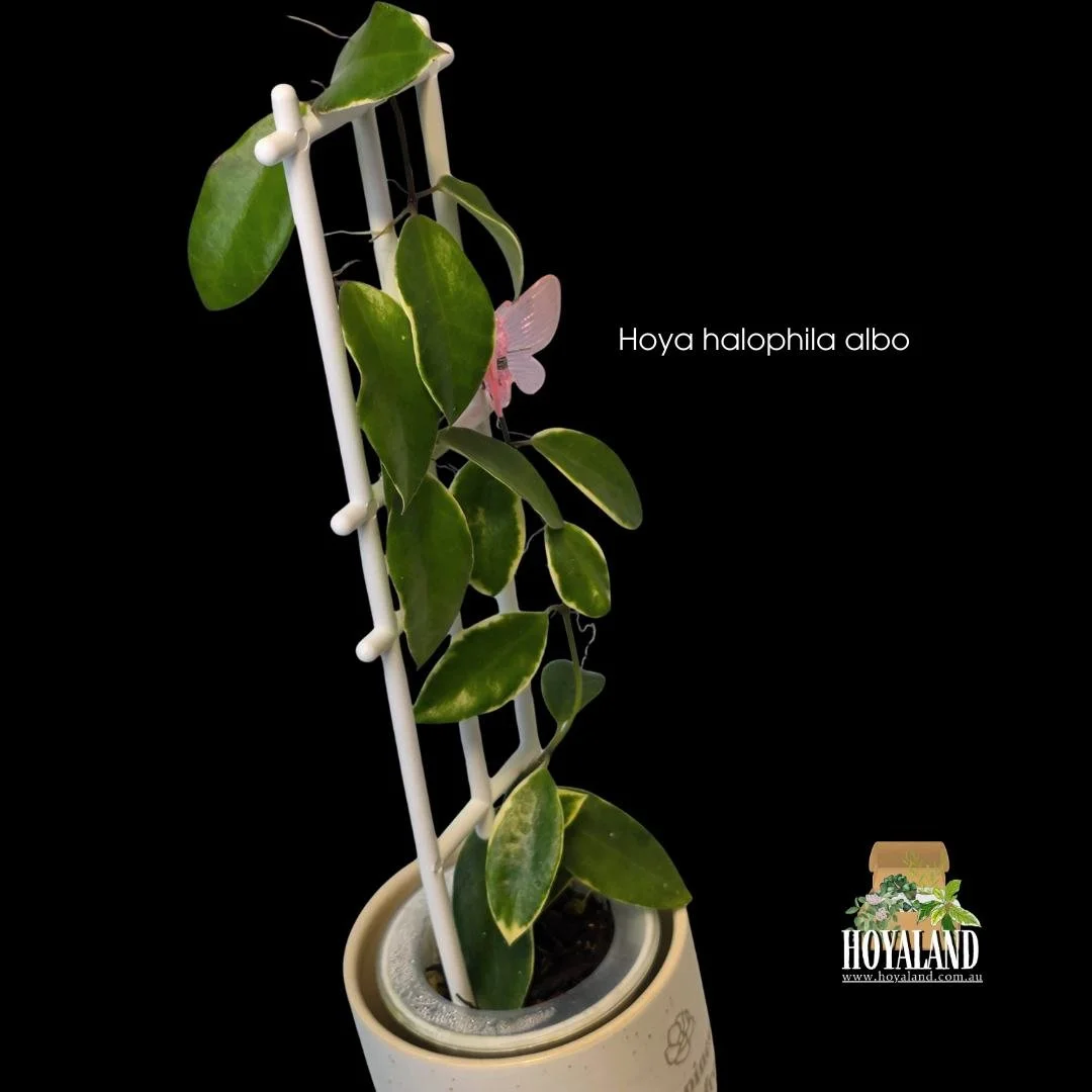 Hoya halophila albo variegated plant showing small green leaves with thick creamy white borders growing on vining runner.