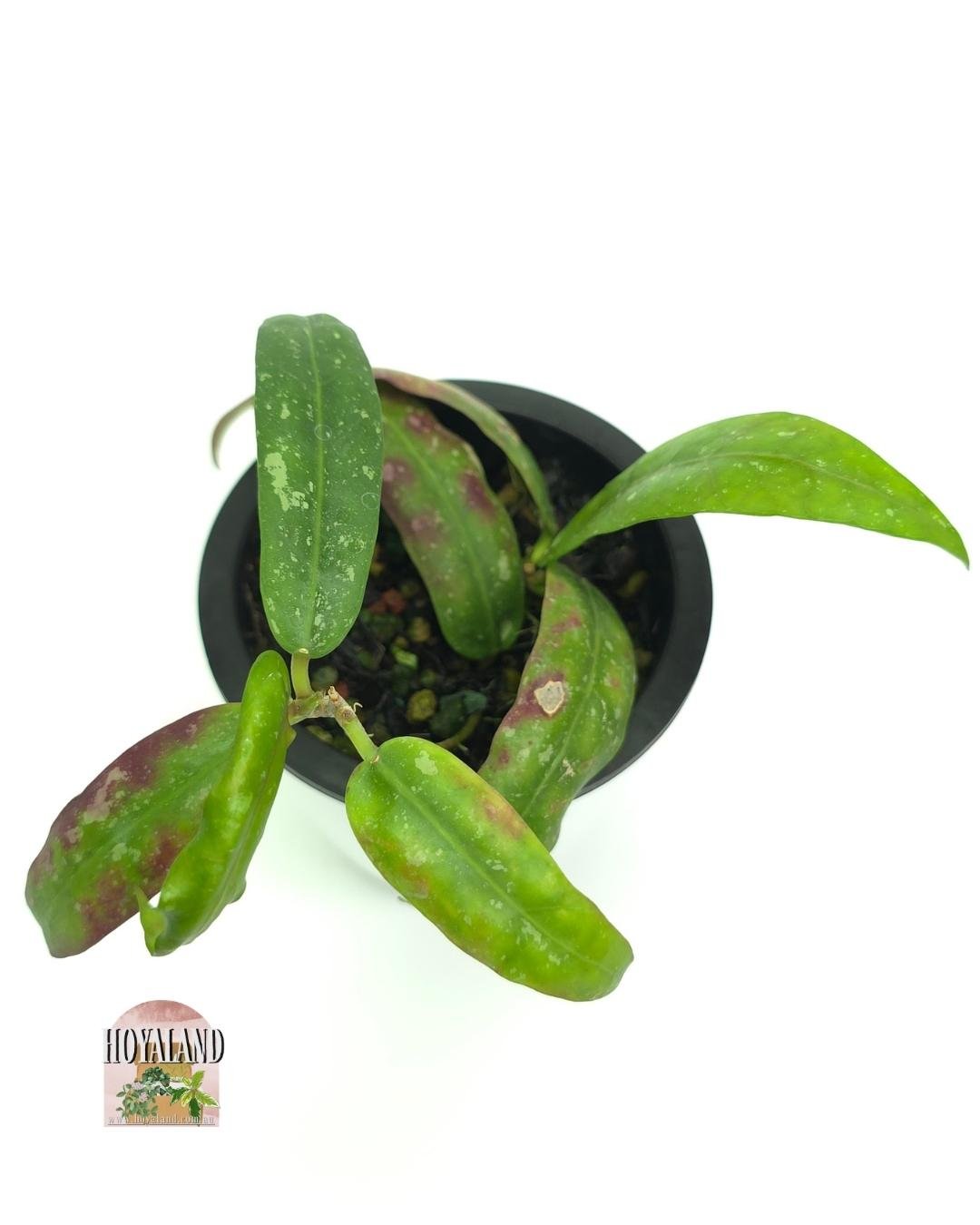 Hoya gps 7950 (2).jpg