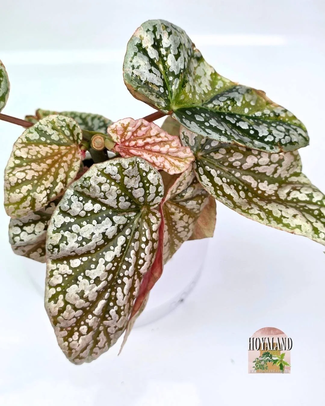 🌞Begonia Snowcapped Variegata 🩷
