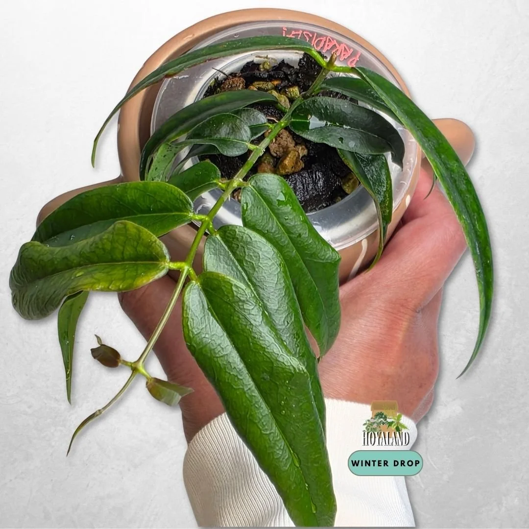 Established Hoya paradisea showing slender thin foliage and pristine white bloom genetics
