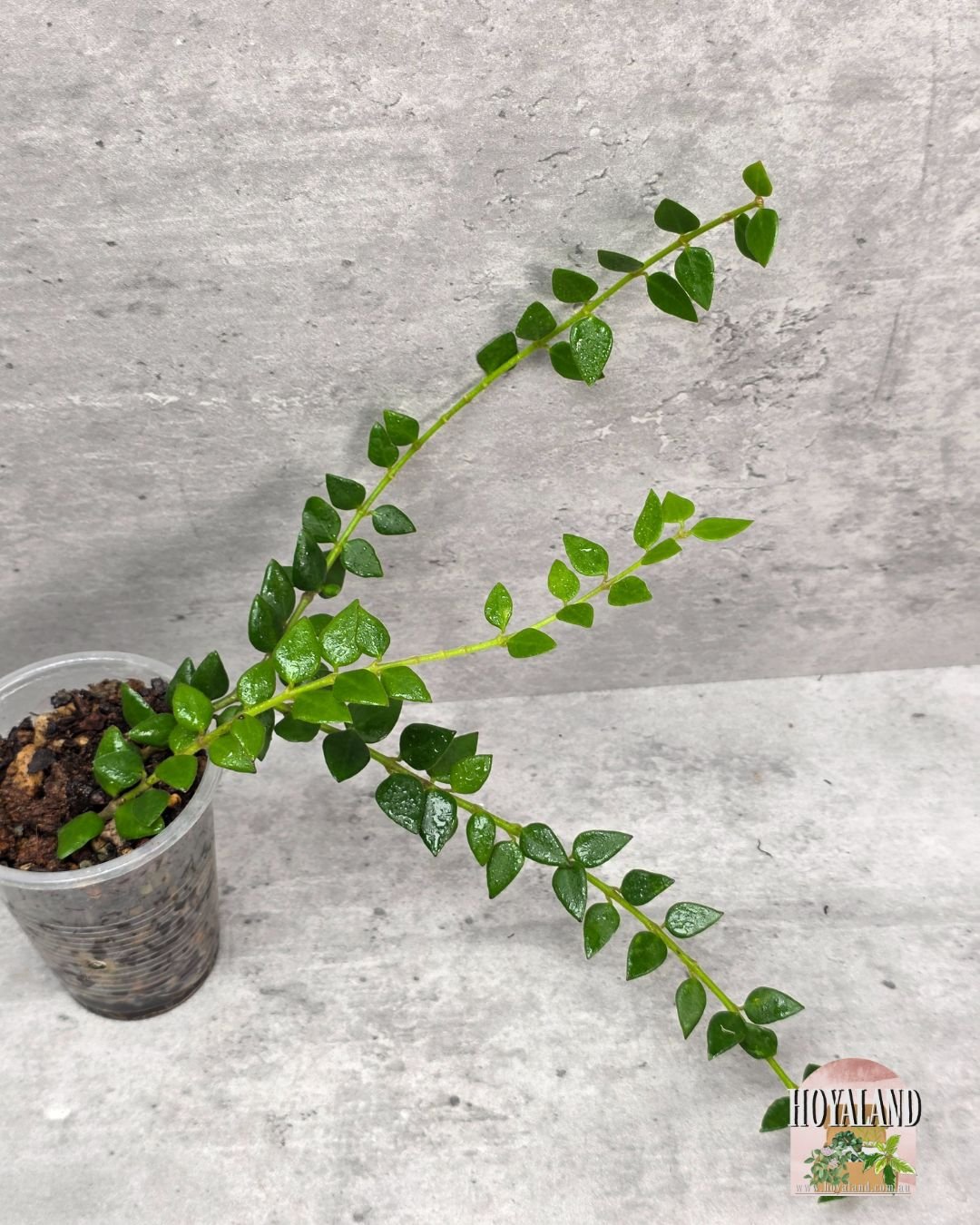 Hoya chinghungensis (3).jpg