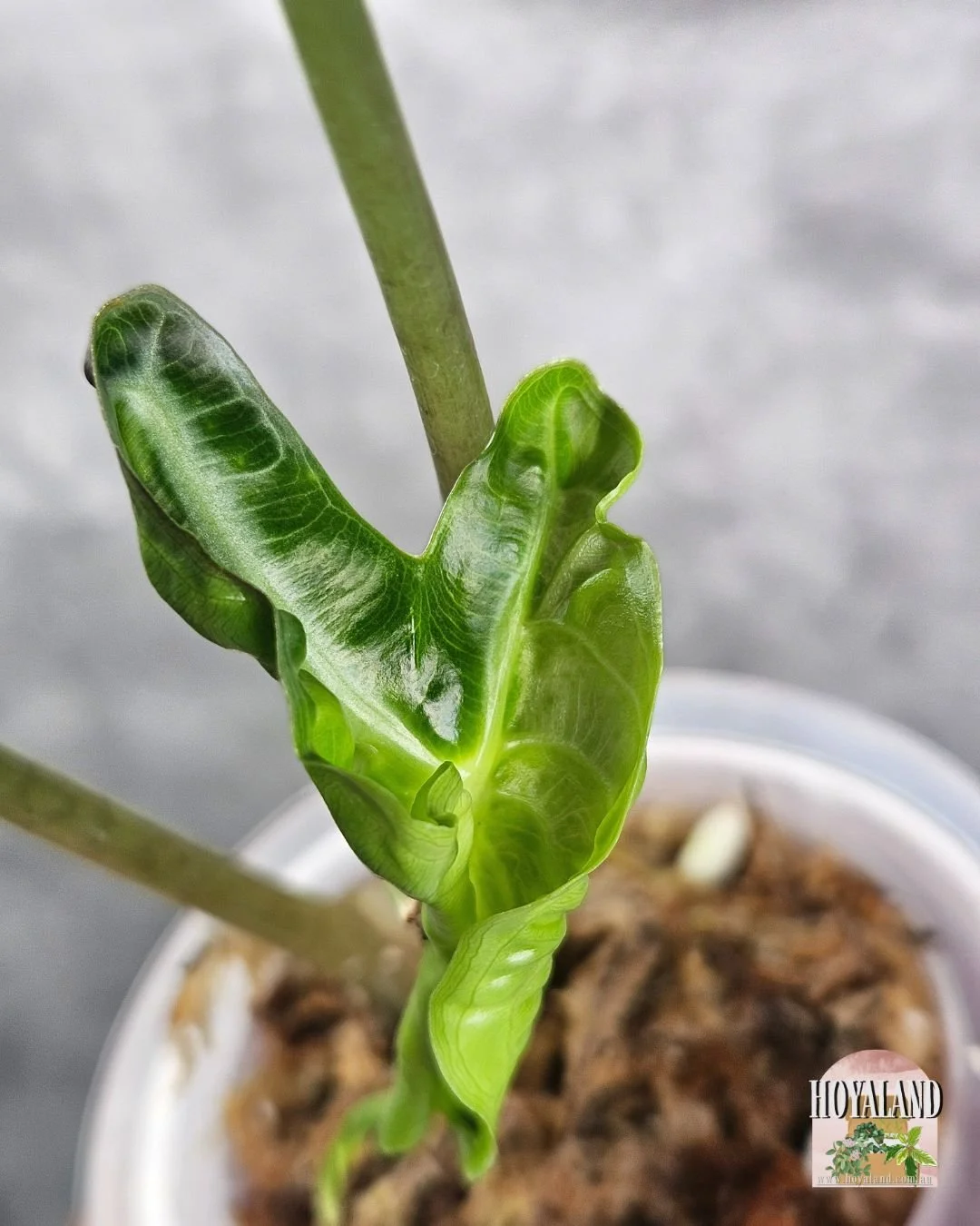 ALOCASIA VENOM (2).jpg
