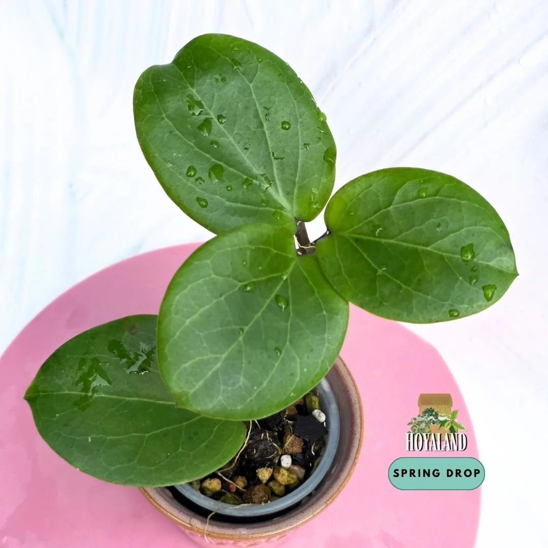 Established Hoya cv Rhiannon showing plump succulent rounded leaves from a kerrii cross erythrina hybrid