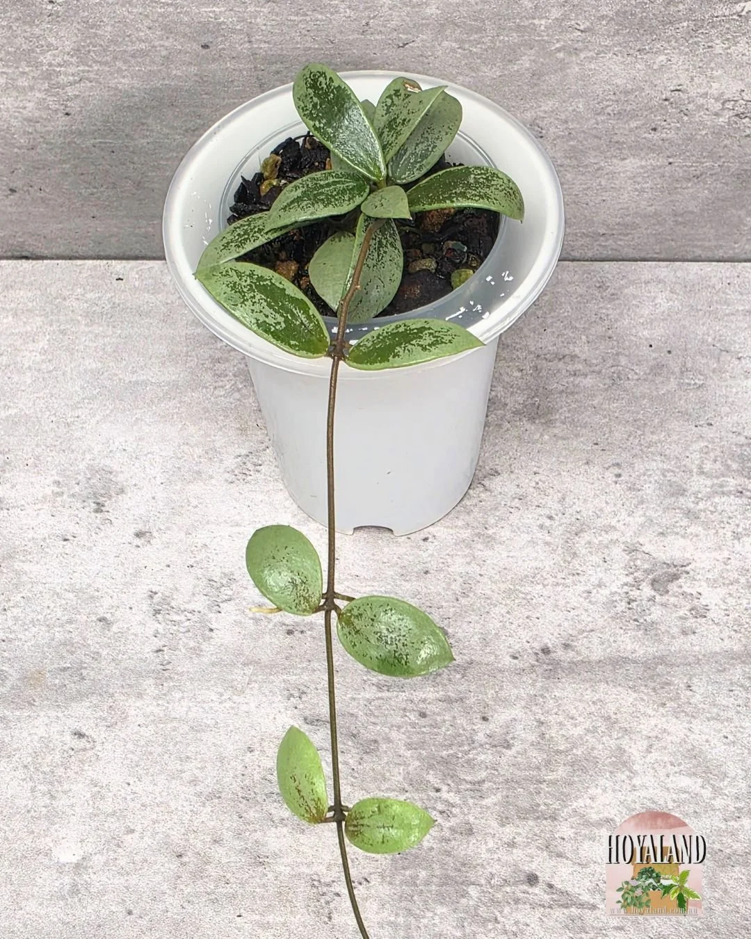 Hoya aff picta silver mini coin (5).jpg