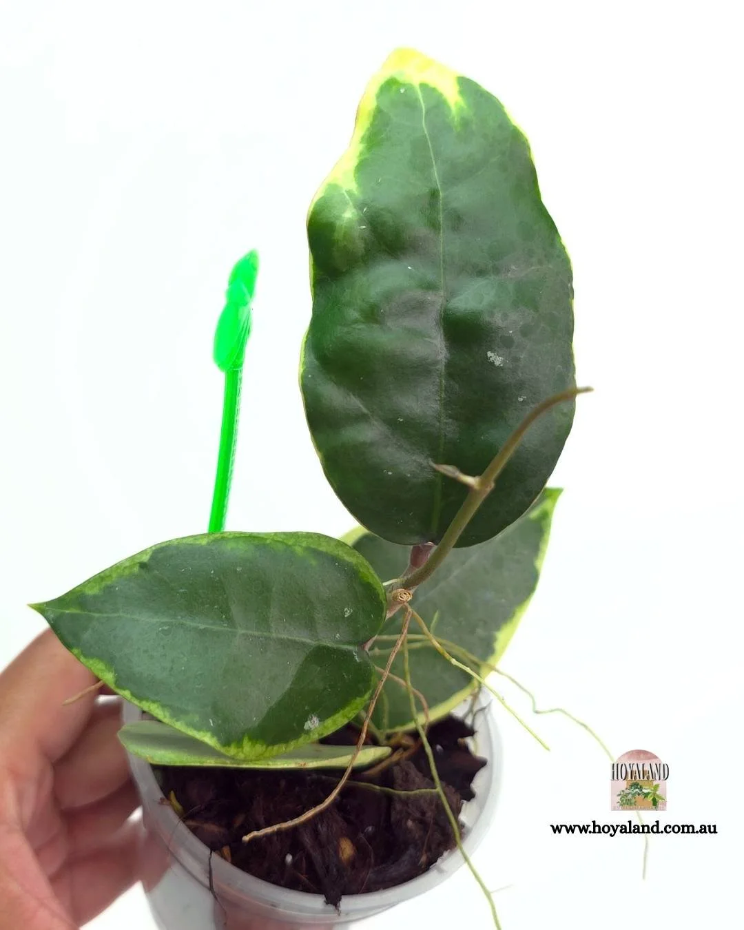 Hoya panglay albo (4).jpg