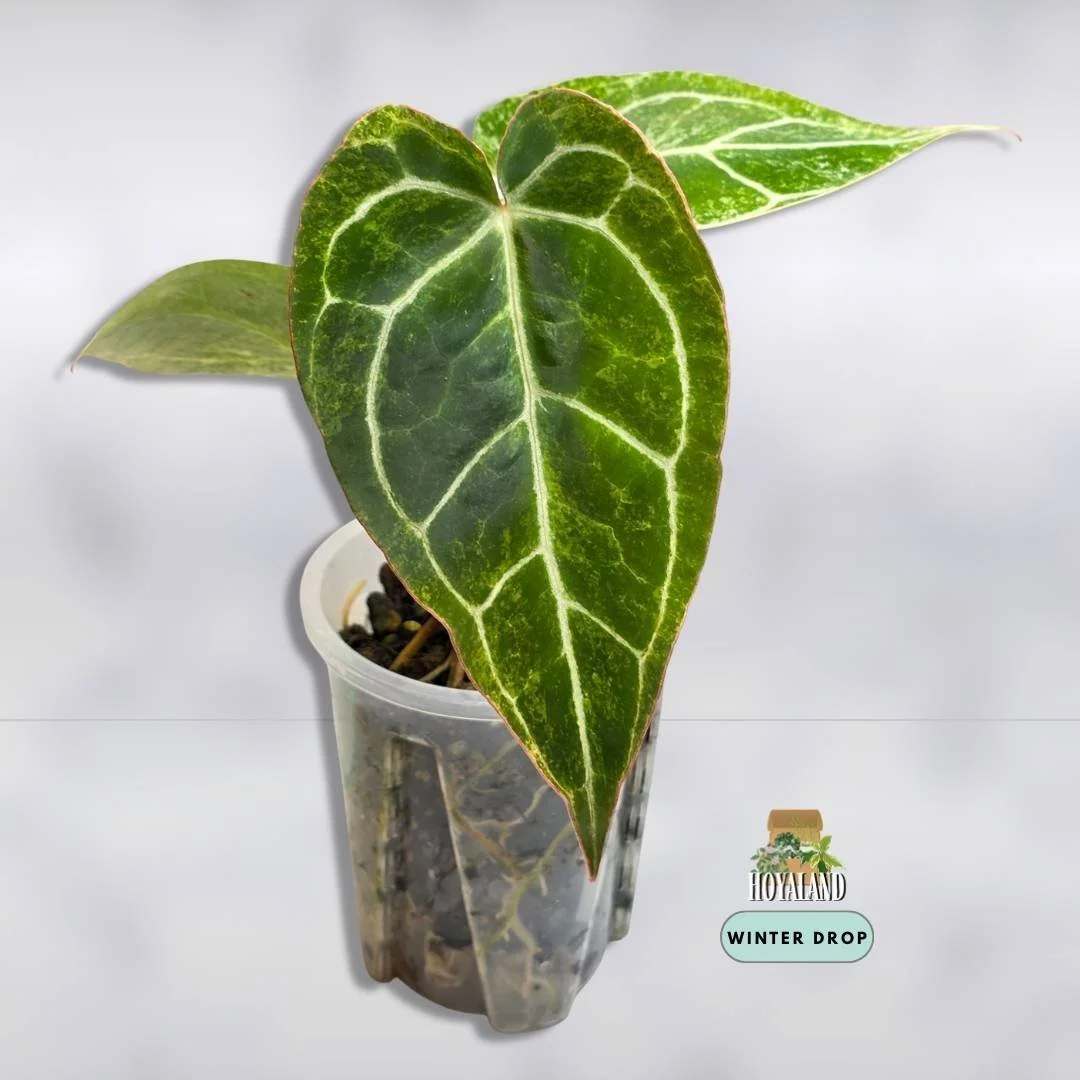Established Anthurium crystallinum Platinum showing silver veins and blister variegation with pink orange emergence