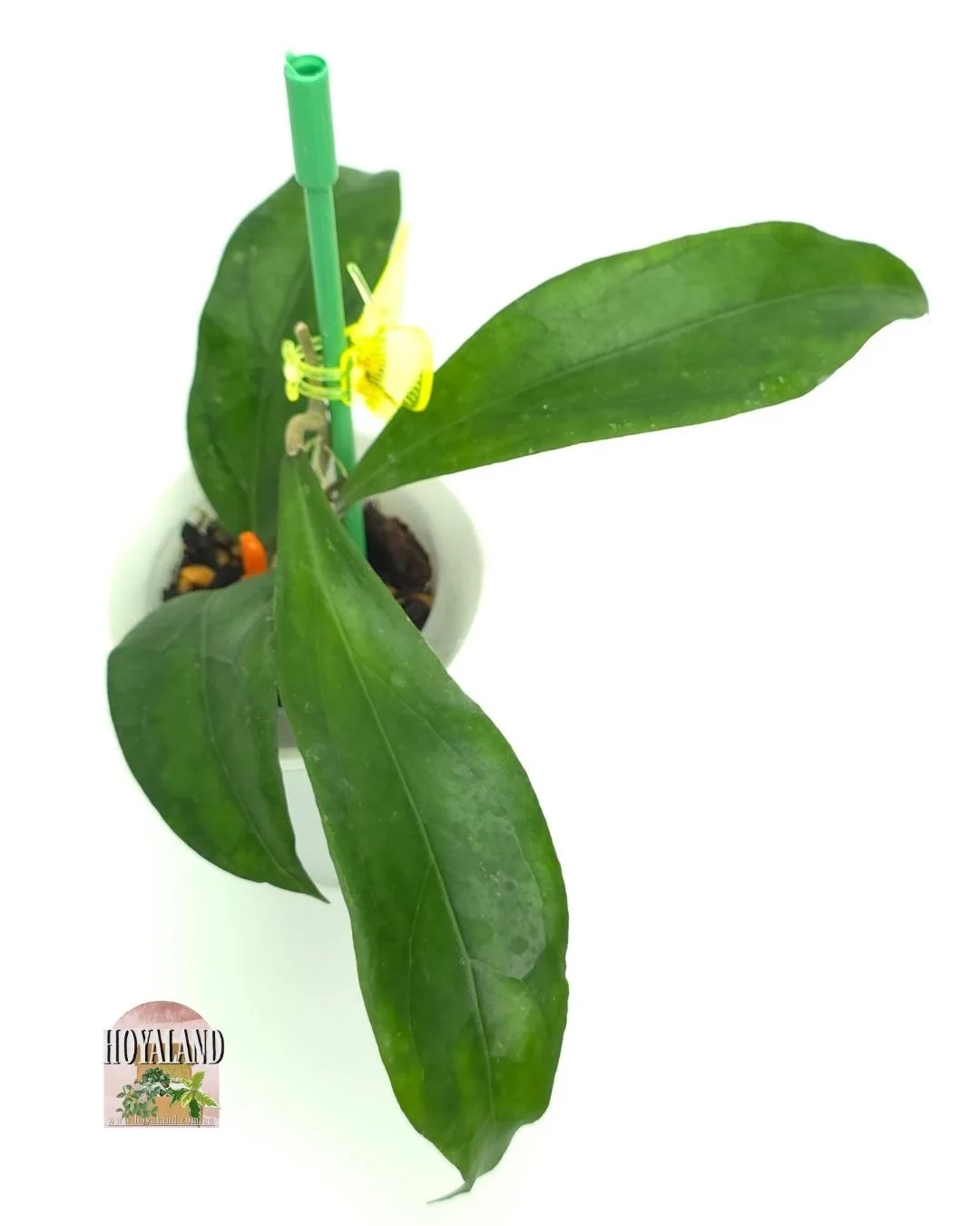 Hoya Swiffers Treat (5).jpg