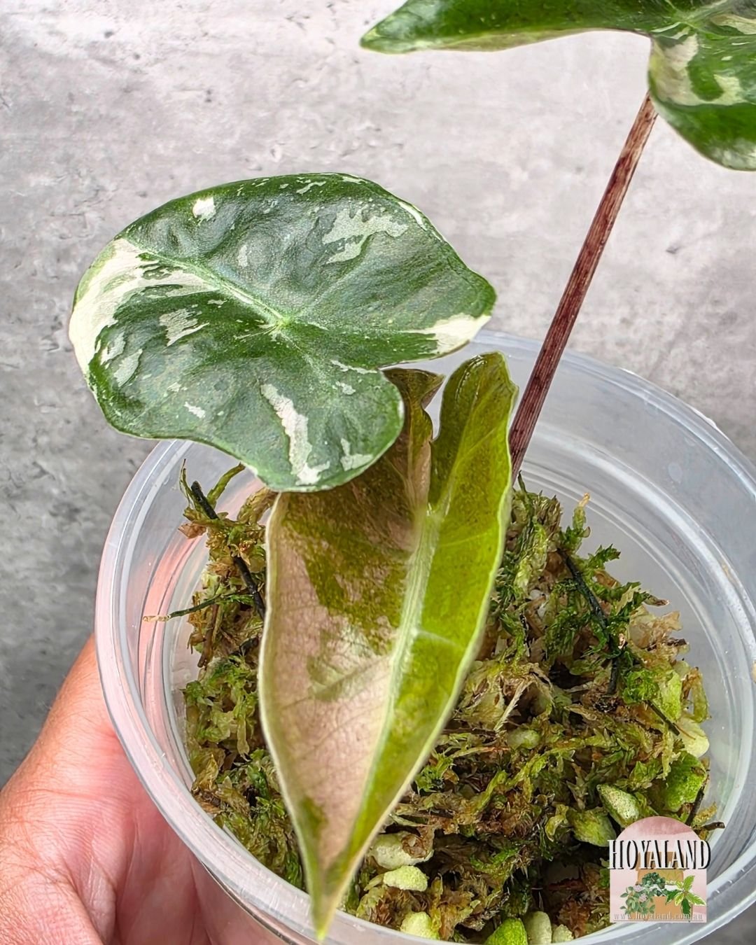 Alocasia pseudosanderiana pink tc (6).jpg