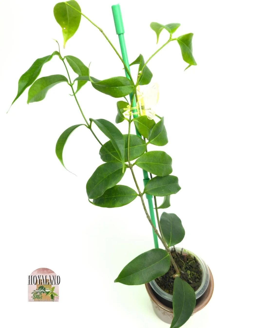 🌞 Hoya MEDUSA Plant for Sale | Rare & Unique |  Large 🎇