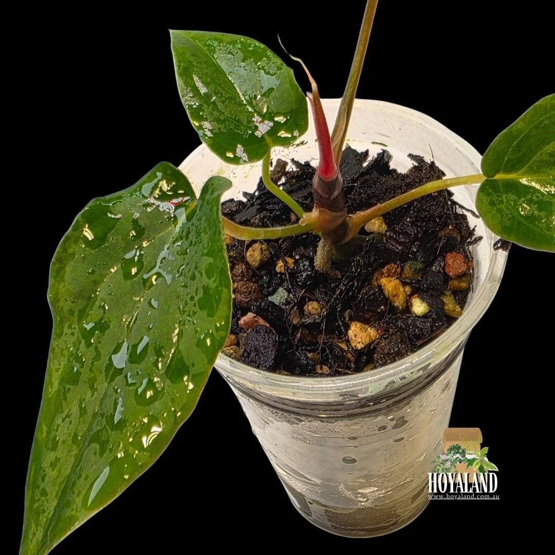 Anthurium midnight velvet (4).jpg