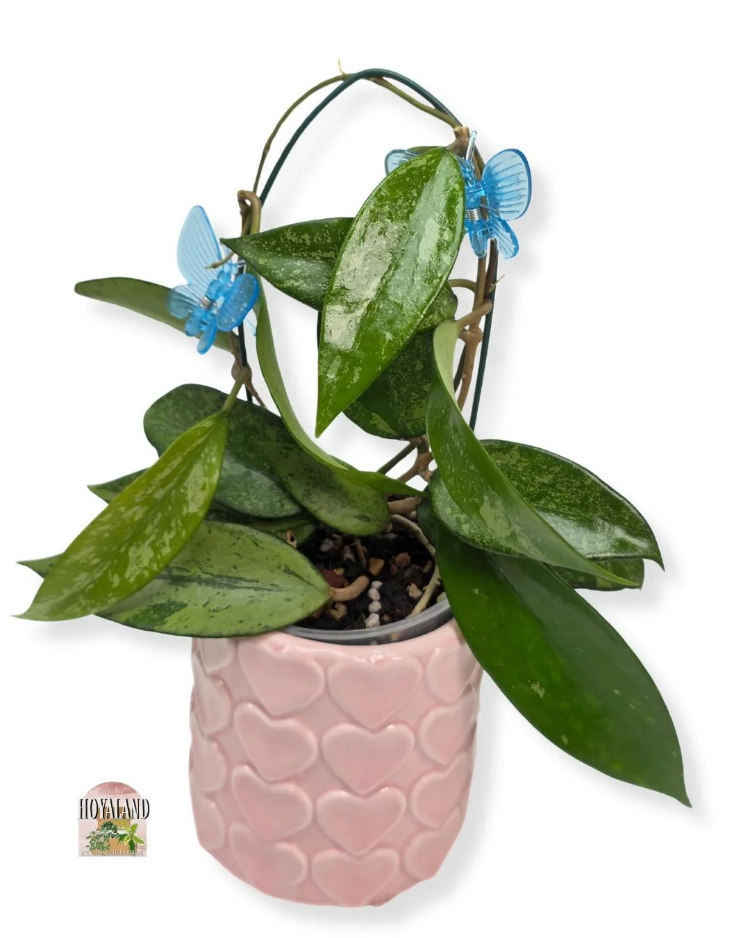 Hoya snow cui silver (4).jpg