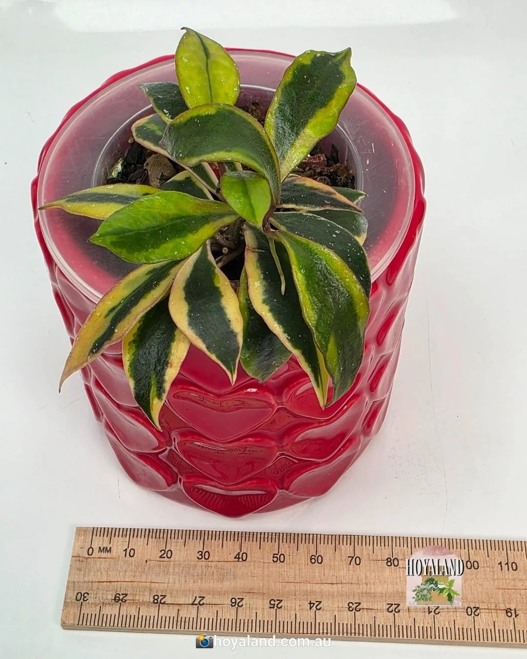 Hoya bakoensis albo.jpg