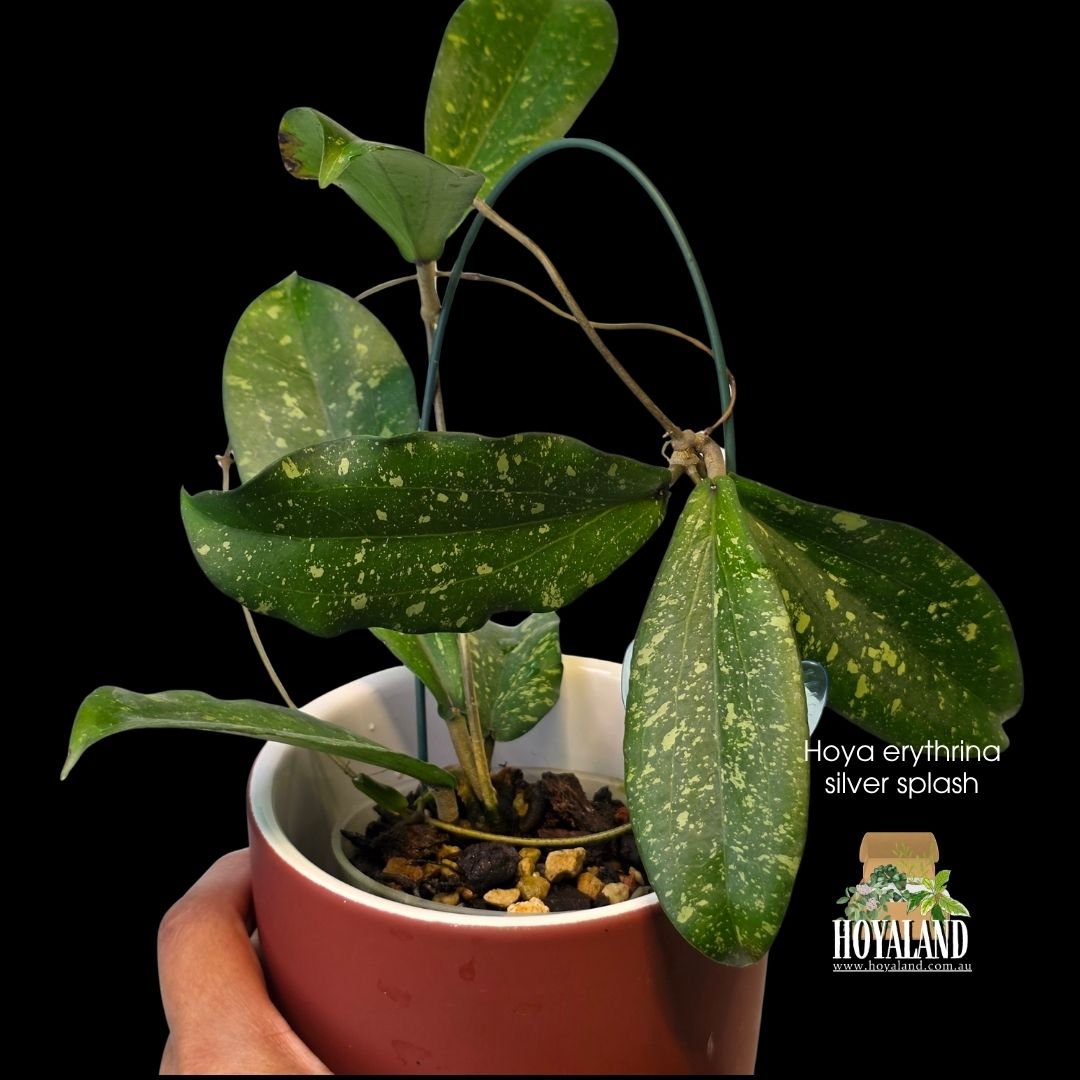 Hoya erythrina silver splash (2).jpg