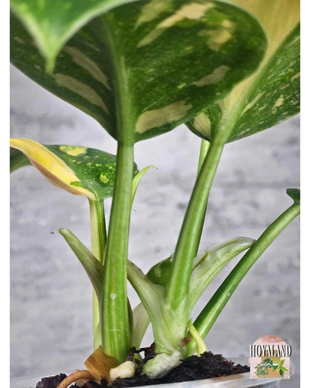 Philodendron green congo var (3).jpg
