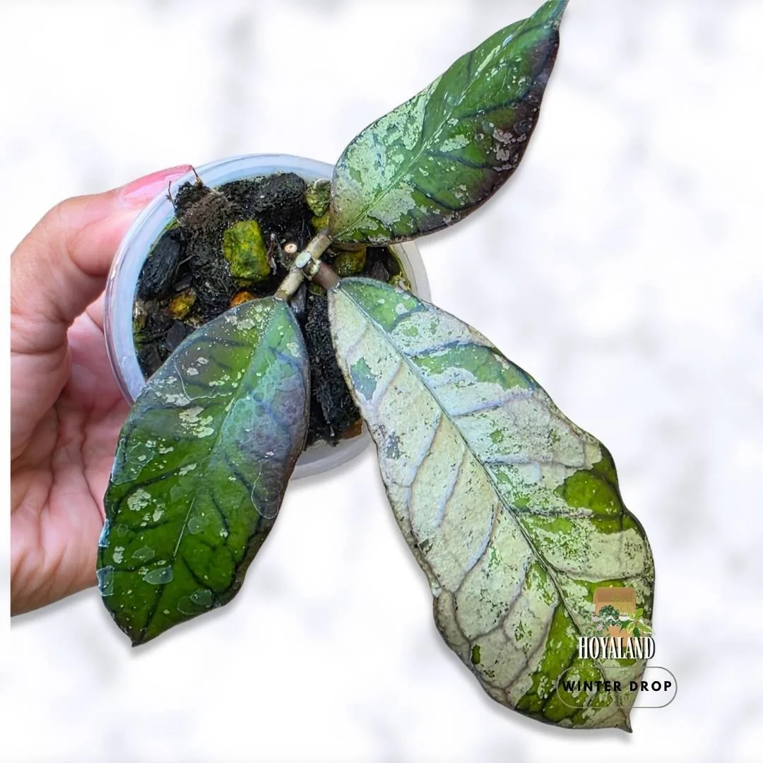 Hoya 'Gunung Gading Silver' (Collector Specimen)