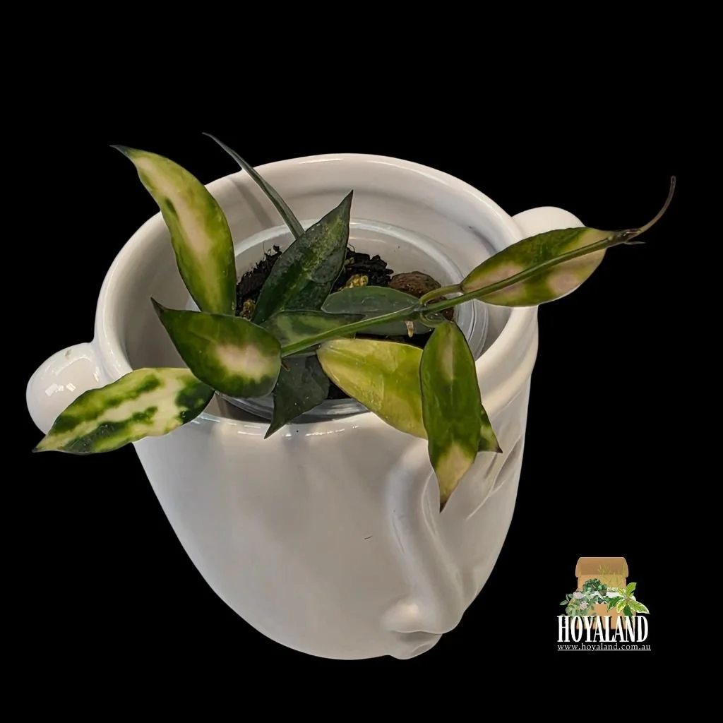 ⛄ Hoya lacunosa Cianjur | Rare Variety