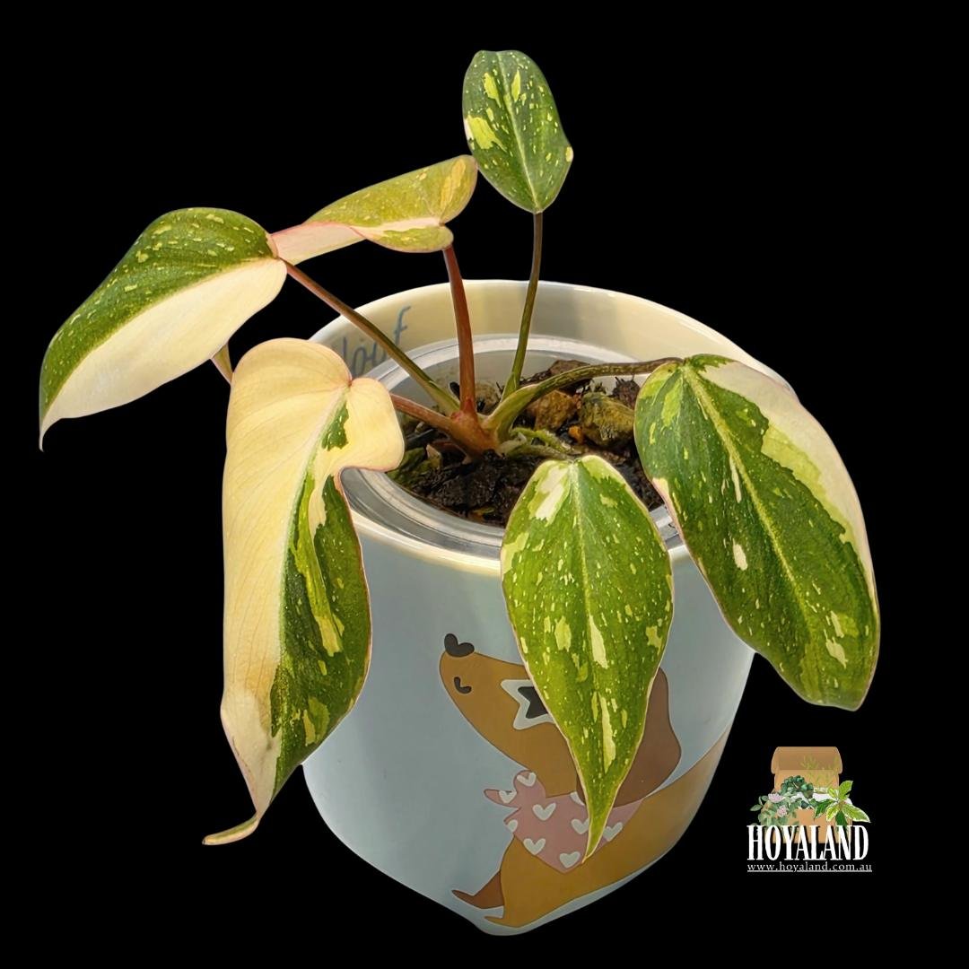 Philodendron gloriosum variegata (3).jpg