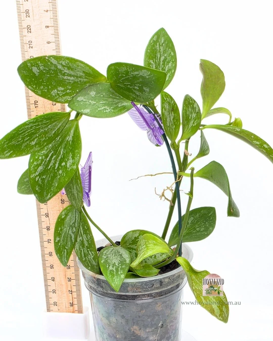 🍂  Uncommon Hoya aff collina sp Papua Silver Splash