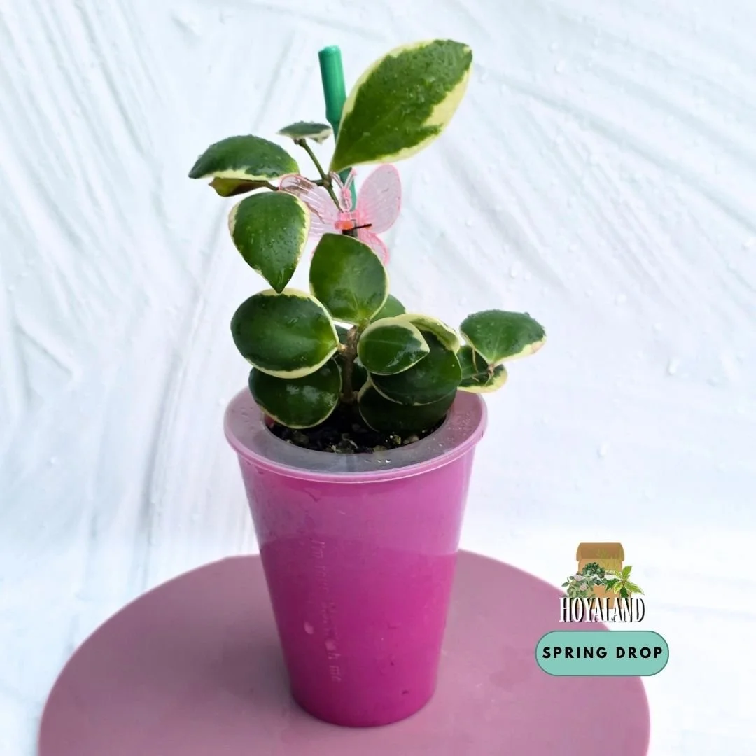 Established Hoya incurvula Albomarginata showing small succulent rounded leaves with creamy white outer margins and subtle tapered tips