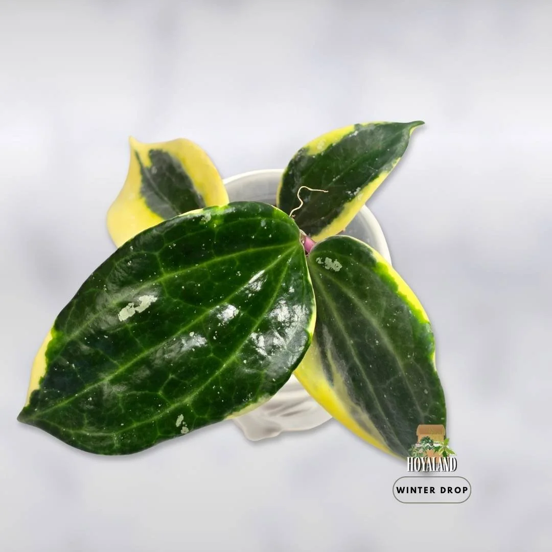 Hoya latifolia 'Albo' (Round Form – Soft Pillowy Leaf)