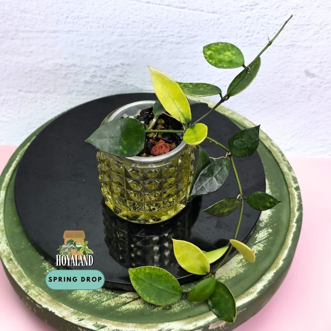 Hoya lacunosa arunika.jpg