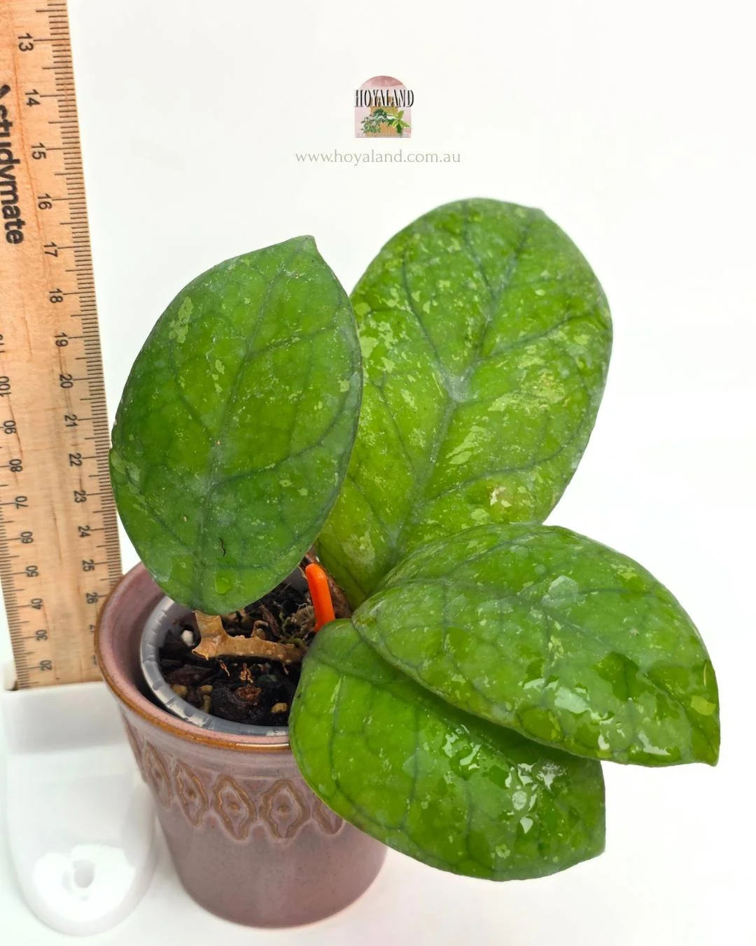 🍂 Hoya Irina  (finlaysonii x meredithii)