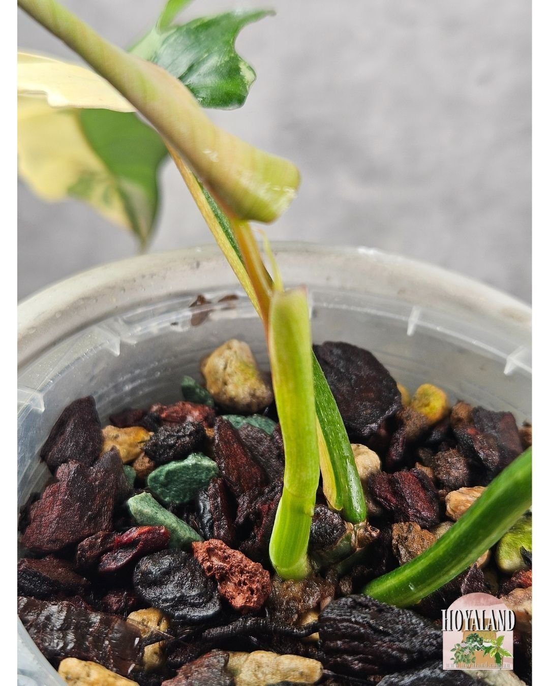 Philodendron FB x Tortum (9).jpg