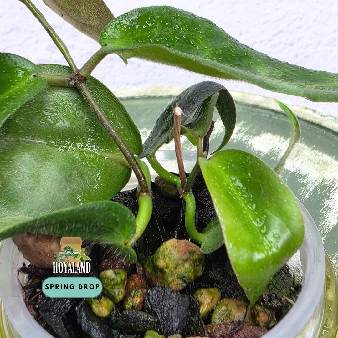Hoya piestolepsis (5).jpg