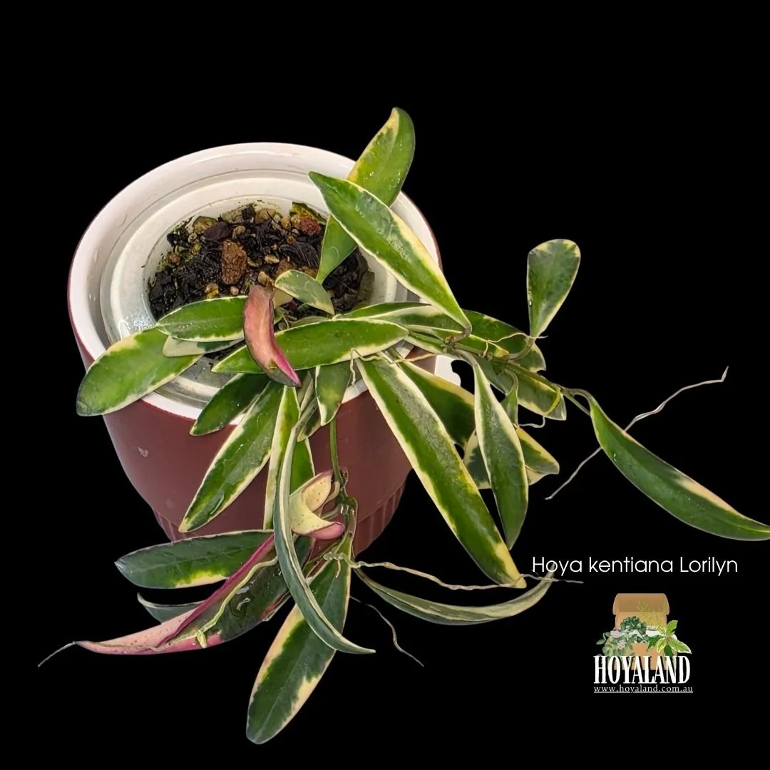 ⛄ Hoya kentiana "Lori Lyn"  outer variegated plant