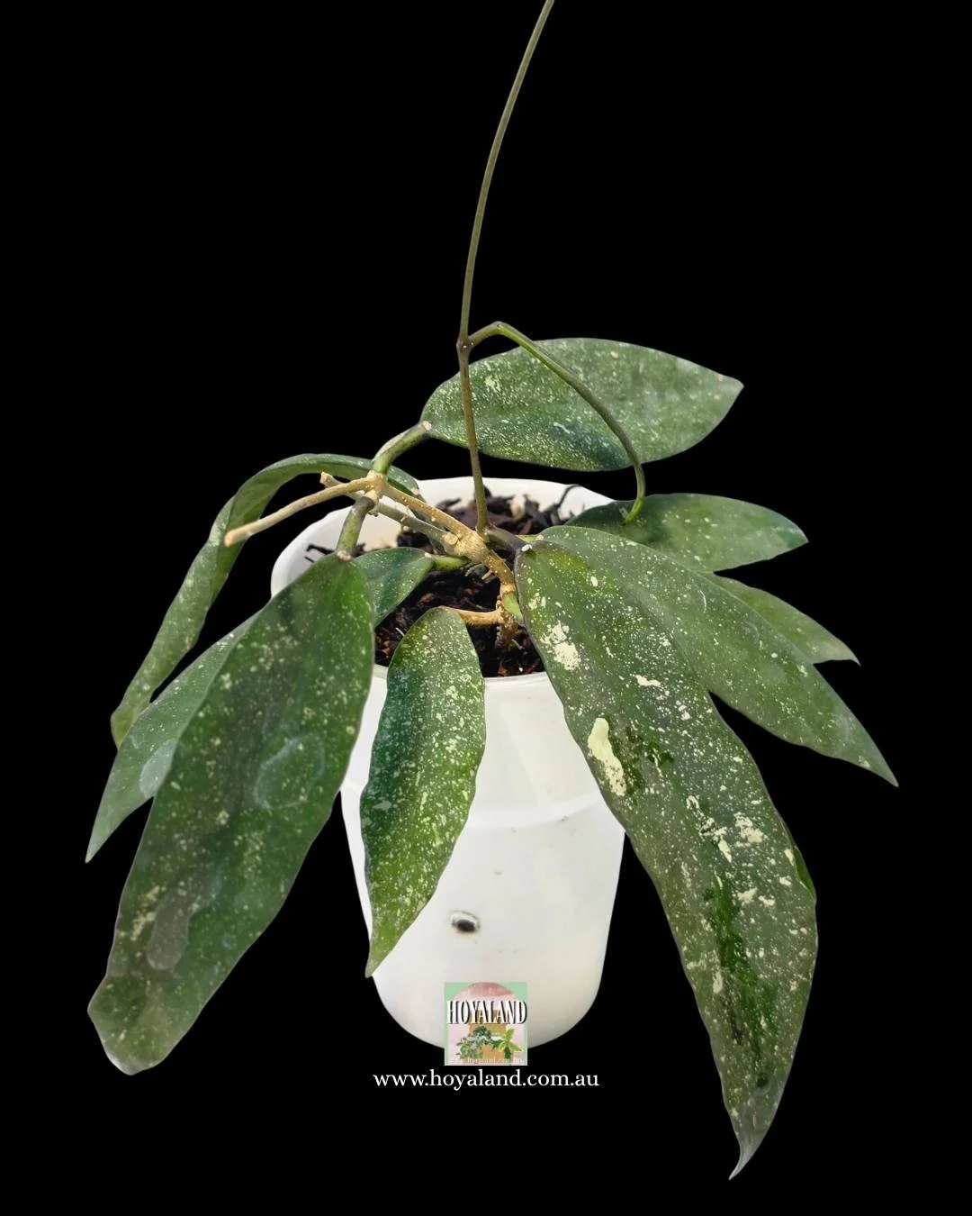 Hoya scortechinii (4).jpg