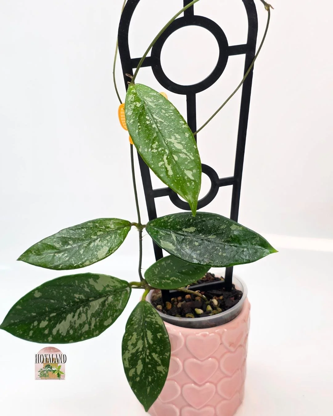 Hoya lai chau splash (2).jpg