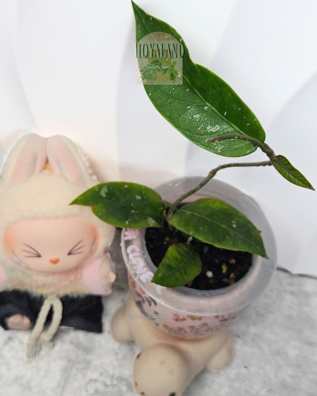 RARE Hoya Aceh 3 | Pointy Leaves | Red Midrib | Rare Species #3 🩷🩷