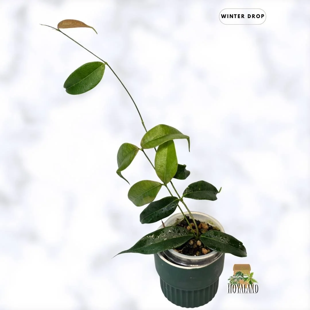 buy-rare-hoya-medusa-fragrant-bronze-leaves-australia.webp b (3).jpg