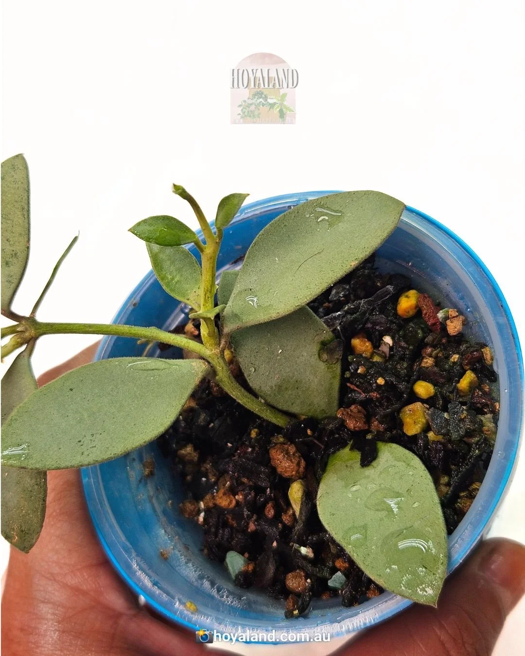 hoya nummularioides silver (3).jpg
