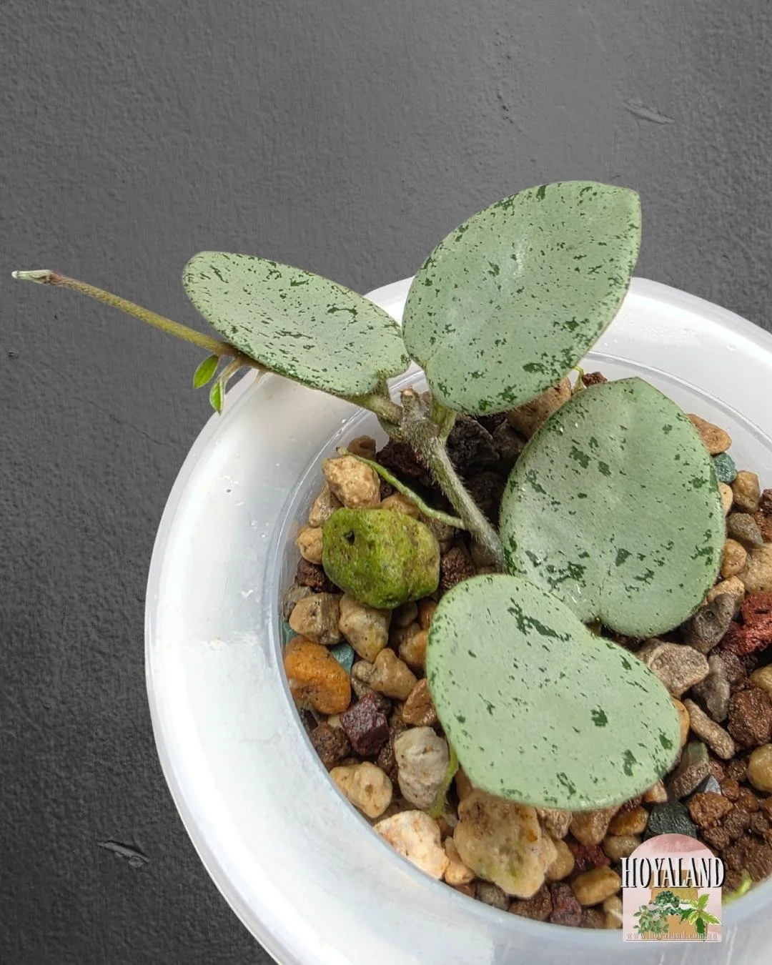 Hoya mathilde grey fairy.jpg