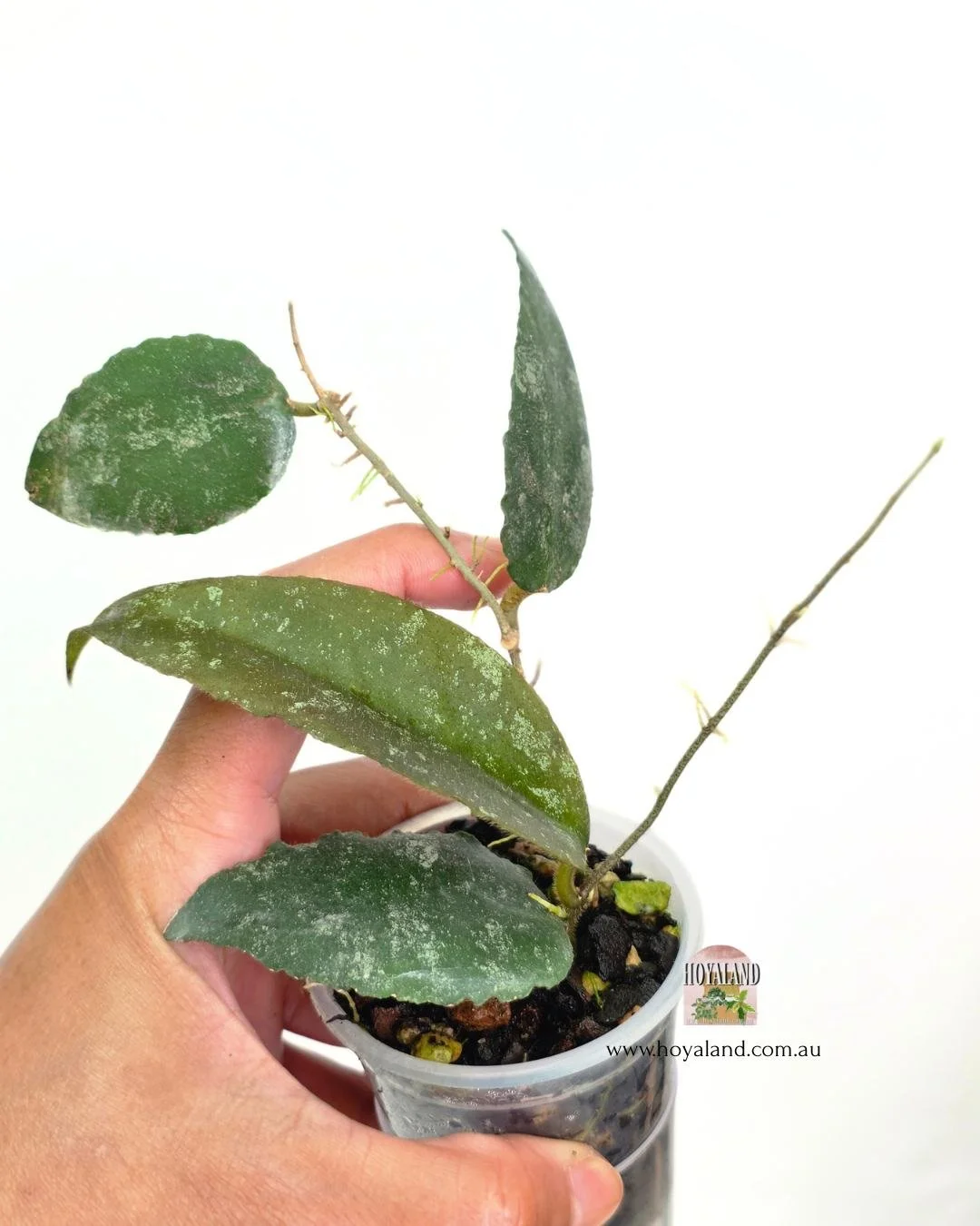 Hoya caudata b (5).jpg