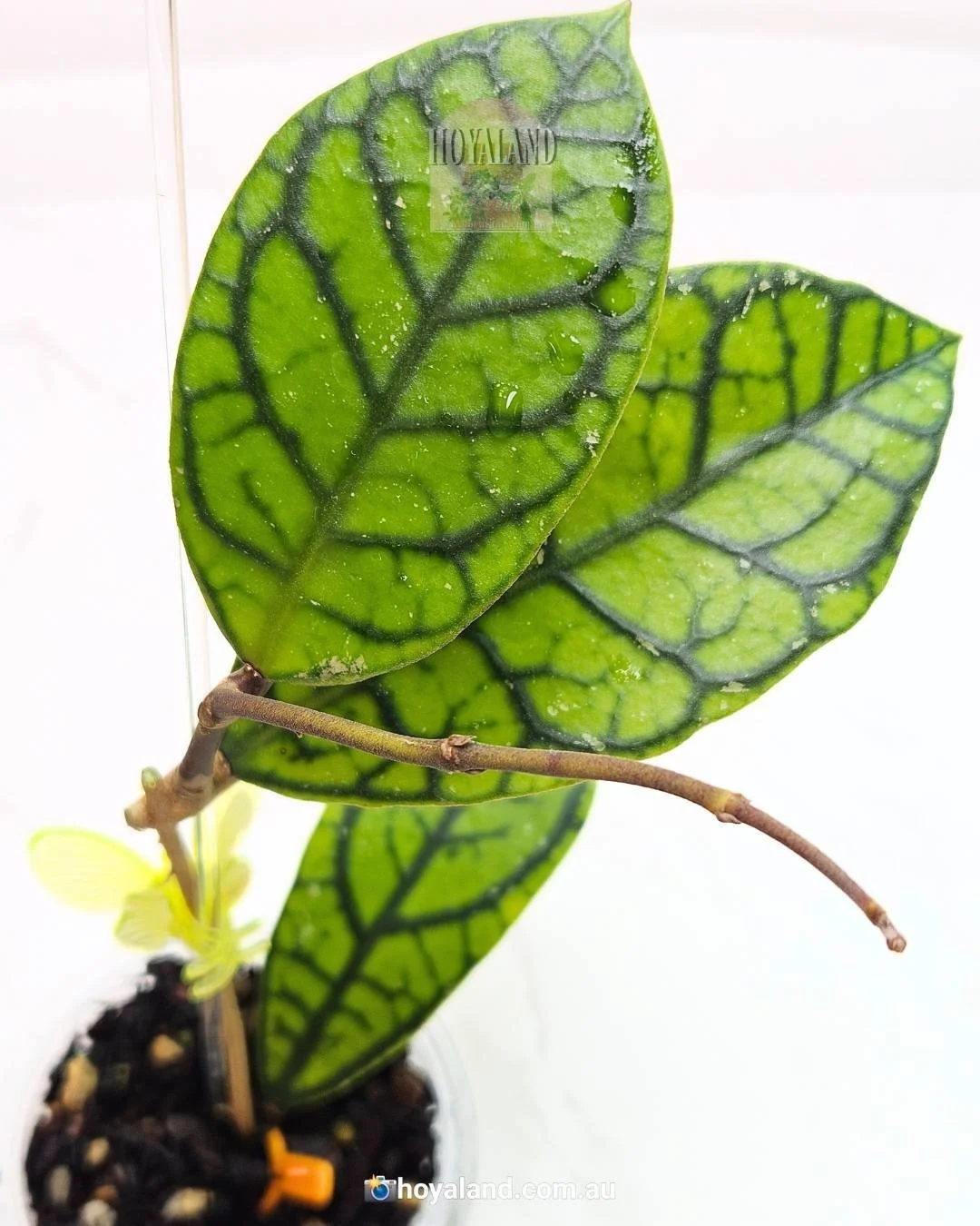 callistophylla vena (4).jpg