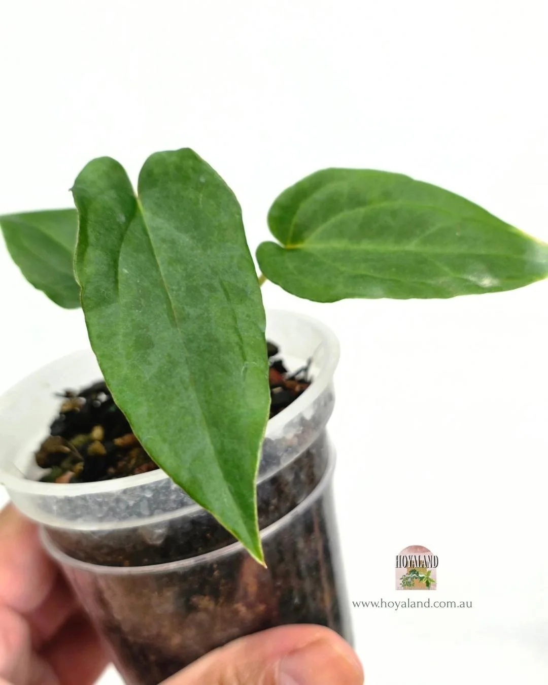 Anthurium midnight velvet (4).jpg