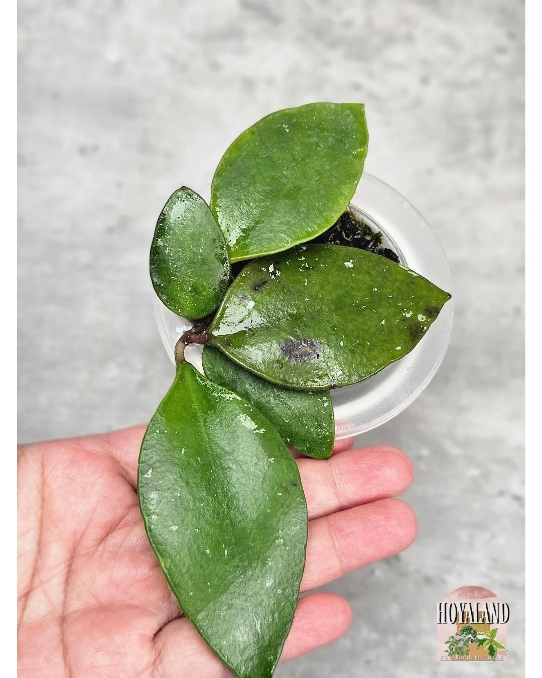 Hoya benchai (3).jpg