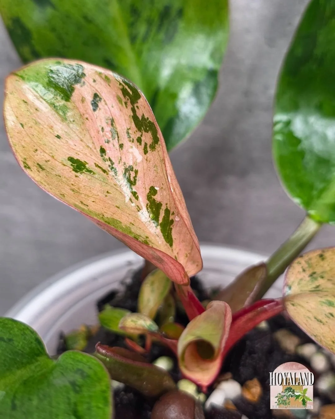 Philodendron mint congo dwarf variety (6).jpg