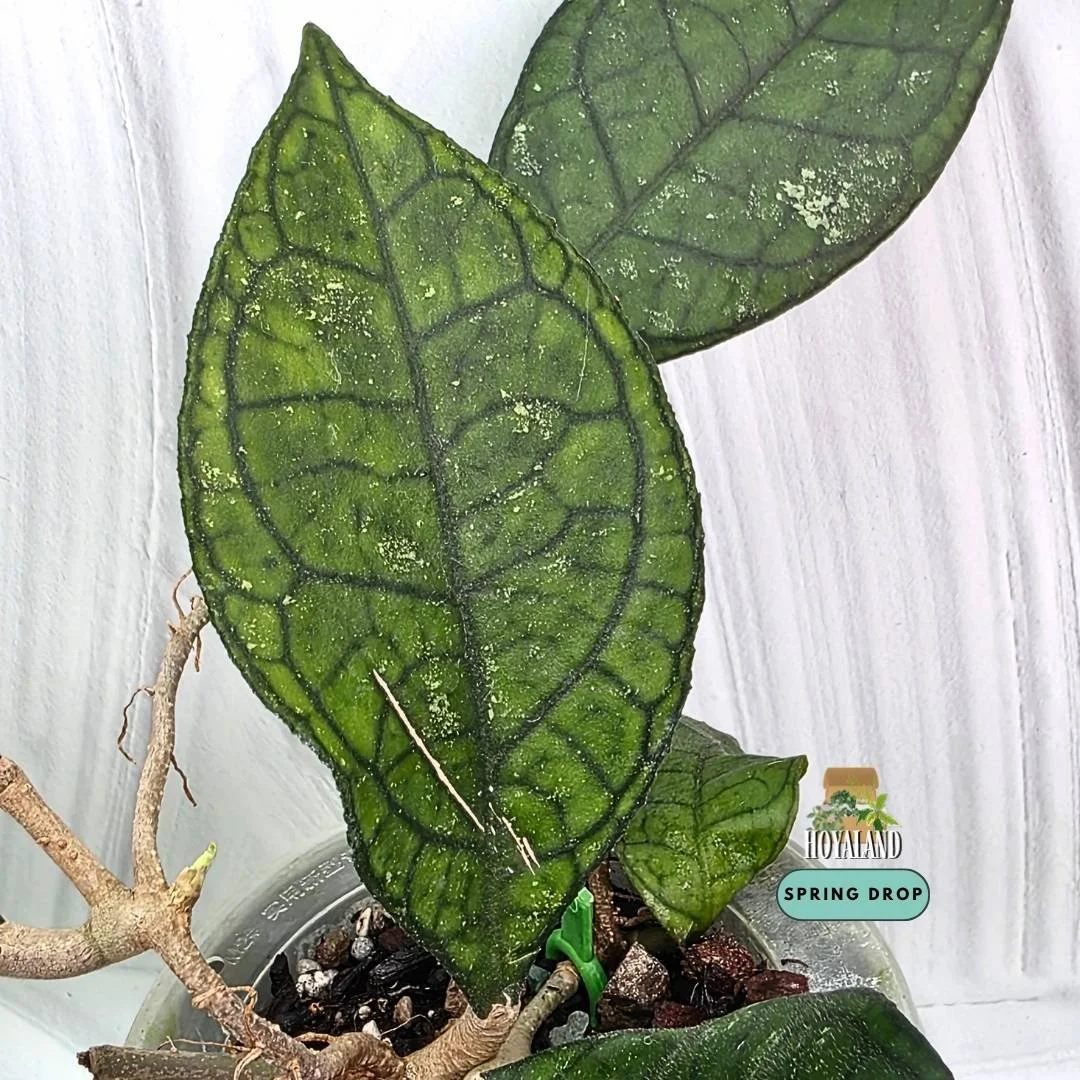 Established Hoya finlaysonii EPC 317 showing rigid cardboard leaves with crisp dark geometric lattice veins
