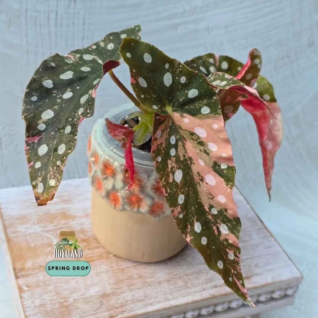 Begonia maculata variegata wightii (6).jpg
