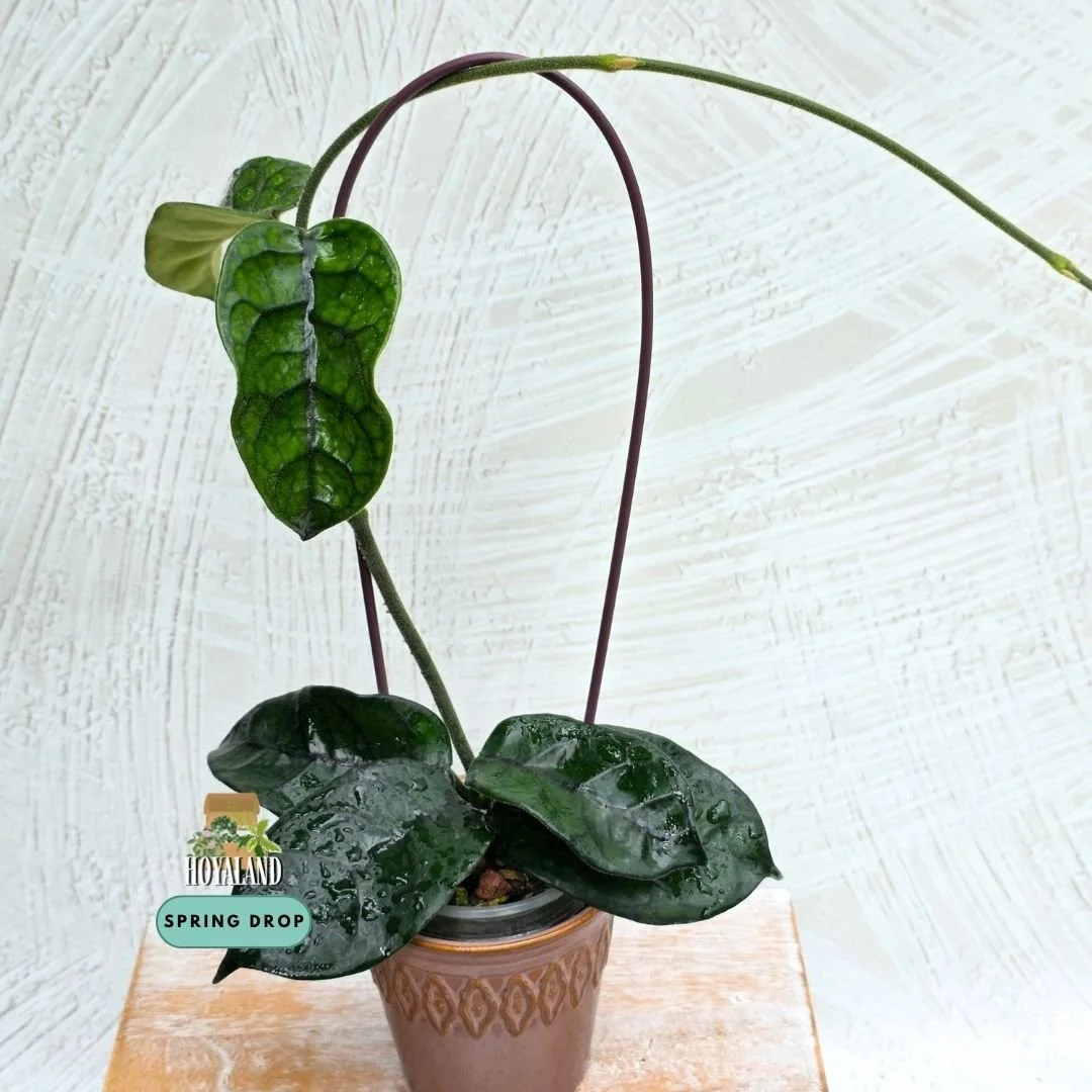 Hoya caobang (2).jpg