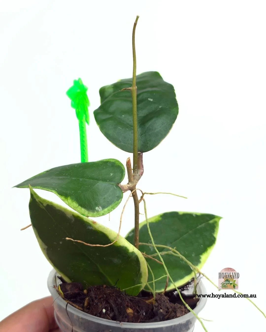 Hoya panglay albo (3).jpg