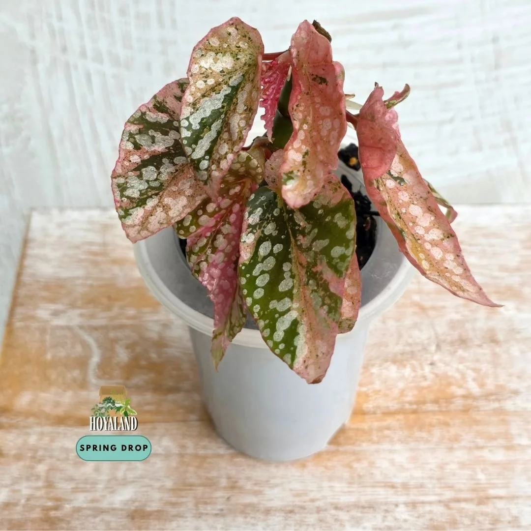 Begonia 'Snow Capped' Variegata (Pink Variegation Cane Form)