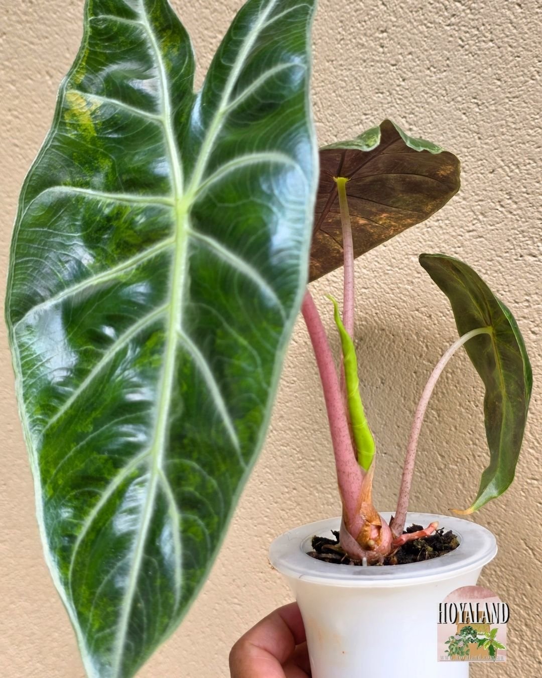 Alocasia nairobi nights aurea (2).jpg