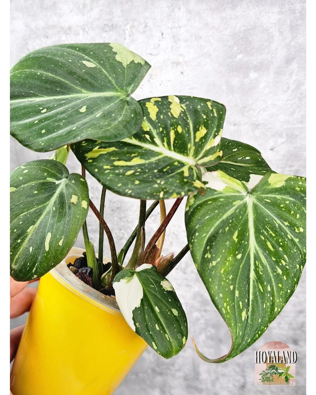 Philodendron Gloriousum Variegata.jpg