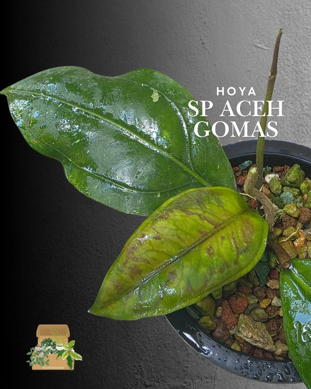 🌞  Hoya sp. Aceh Gomas | Unique 3D Embossed Leaves Rare 🎇