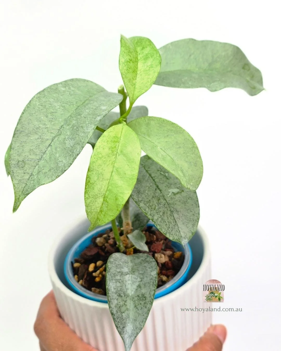 Hoya multiflora Wonderphil.jpg